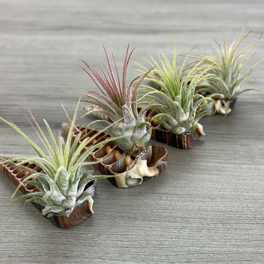 🔆AIR PLANT BUDDY🔆 WITH REAL SEA SHELL HAND MADE AND UNIQUE - Picture 5 of 13